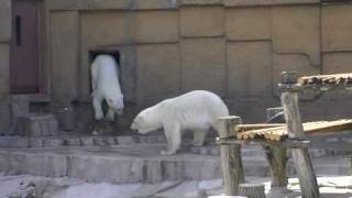 出待ちのララ 迷うピリカ