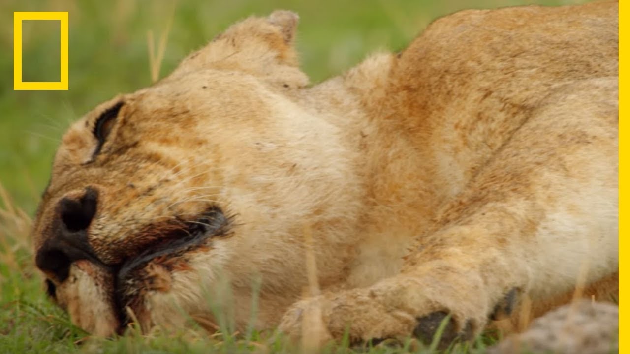 Comment Un Petit Buffle Esquive Tout Un Clan De Lions Youtube