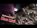 Fishing with bamboo trap//Arunachal Pradesh//fishing India