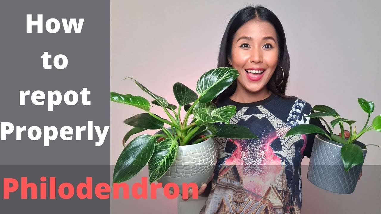 Philodendron birkin repotting and care tips | Basic things you need to know  about philodendron