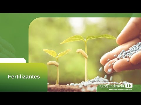 Video: Fertilizante Para Cactus: La Composición De Los Fertilizantes Agricola, Bona Forte Y Pokon. Características De La Alimentación En Casa
