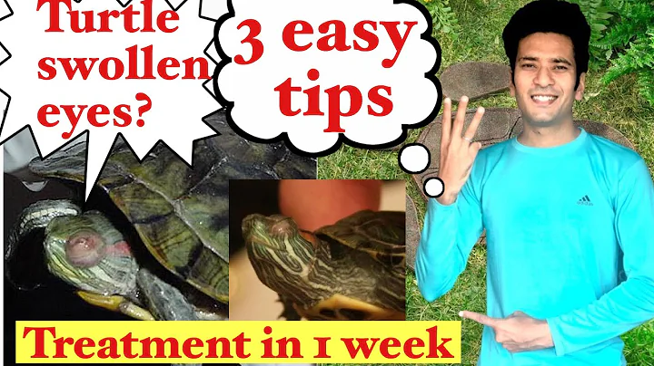 How to treat turtle swollen eyes | 3 easy tips|Indian turtle aquarium | Indian aqua boy - DayDayNews