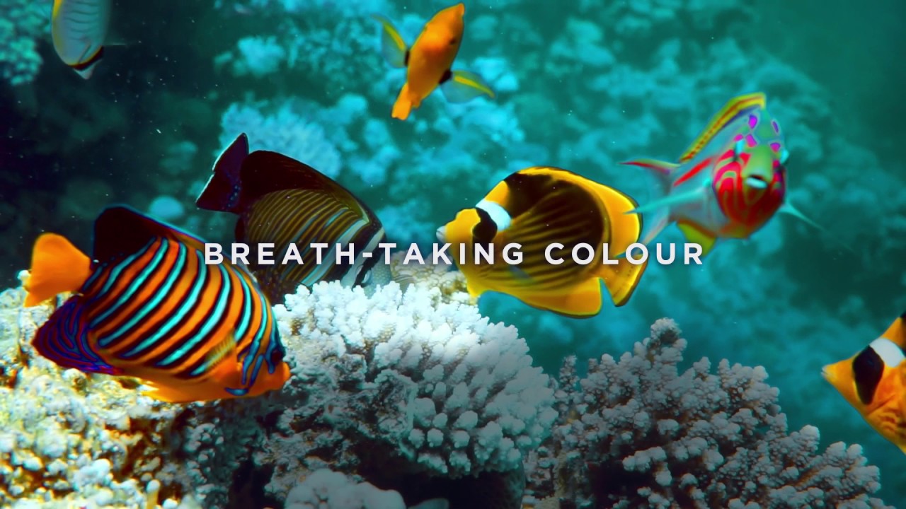 The New Canon Oce COLORADO 1640