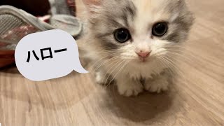 激かわ極小!! 生後50日のミヌエットの子猫がやってきた!!!