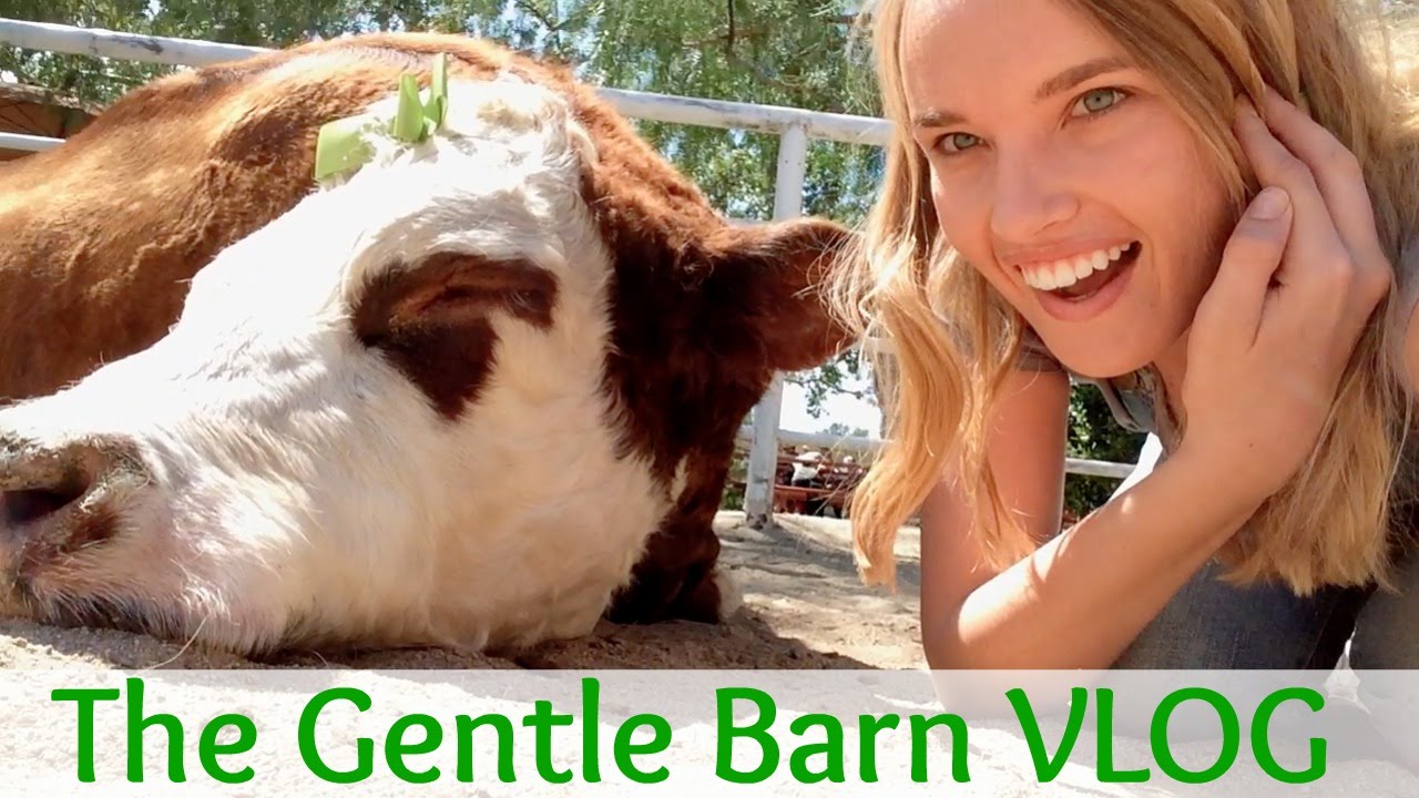 The Gentle Barn Why I Don T Eat Meat Youtube