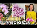 NUEVAS FLORACIONES DE MIS ORQUÍDEAS / ORJO&#39;S HOME