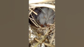 23rd Day Java sparrow chick #burjkhalifa #tiktokvideo #javabirds #javasparrow #switzerland #amazon