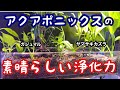 ヤマサキカズラの浄化力はどれほど凄いのか【アクアポニックスの実力】