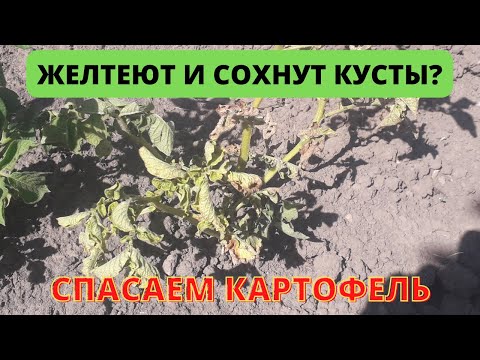 ЗАБОЛЕВАНИЯ картофеля. Что делать и Как спасти урожай?