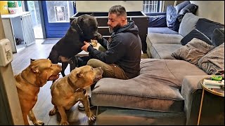 My huge XL American bullies inside the house. by Giant Bully Pitbulls Rasit Kaplan 37,029 views 2 years ago 4 minutes, 46 seconds