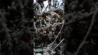 Heavy Snowfall at Shopian Kashmir October 2021 apples appletown apple2021