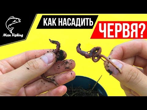 Как насадить ЧЕРВЯ на крючок?! 3 способа! Ловля КАРПА, КАРАСЯ, ЛЕЩА, ПЛОТВЫ🐟