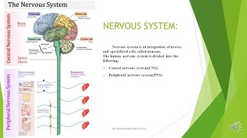 5TH STD SCIENCE NERVOUS SYSTEM | SLN MATRICULATION SCHOOL