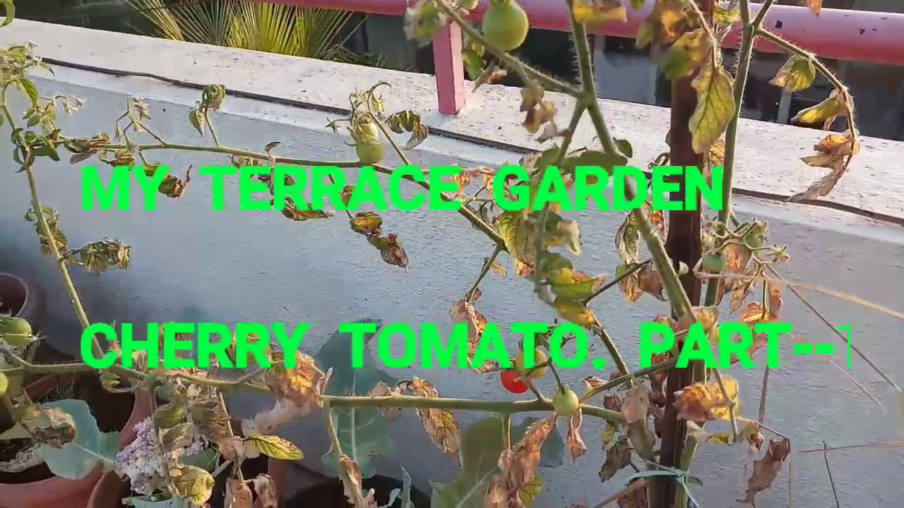 TERRACE GARDEN. CHERRY TOMATOES