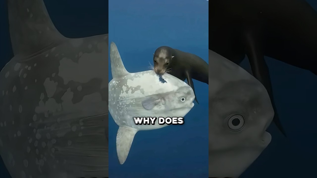 Why The Dumbest Animal Still Hasn't Gone Extinct 🤯