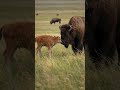 A Baby Bison's First Steps in the Wild 🦬