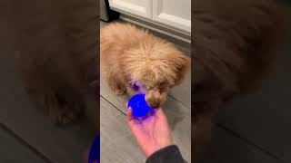 Smart Toy poodle