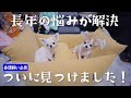 多頭飼い用に文句なし！老犬も快適ドライブベッドを購入しました！