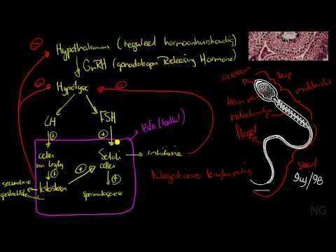 41.2 - Spermatogenese