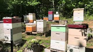 A Bear Visitor #beekeeping #farming #nature