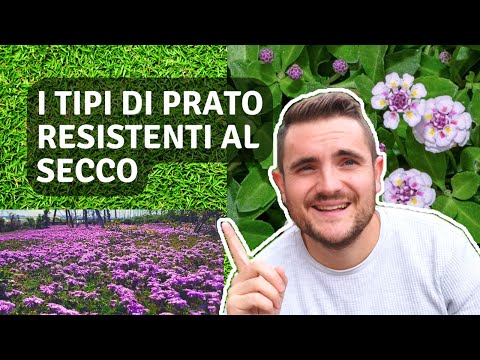 Video: Tipi di piante calpestabili - Informazioni sull'utilizzo di piante calpestabili nei giardini