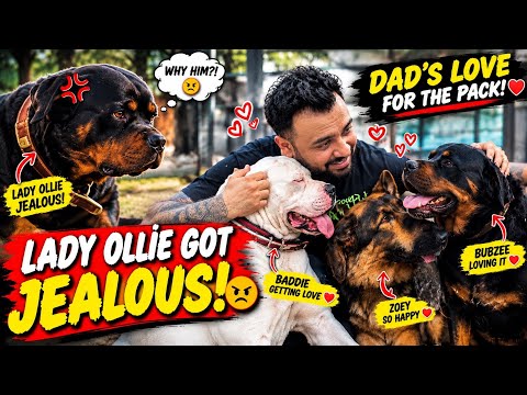 Lady Ollie Got JEALOUS! When Dad Loved Baddie & The Whole Pack ❤️ | Rottweiler Family Drama