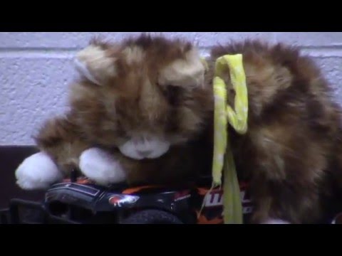 How to Catch & Sneak Your Cat into School