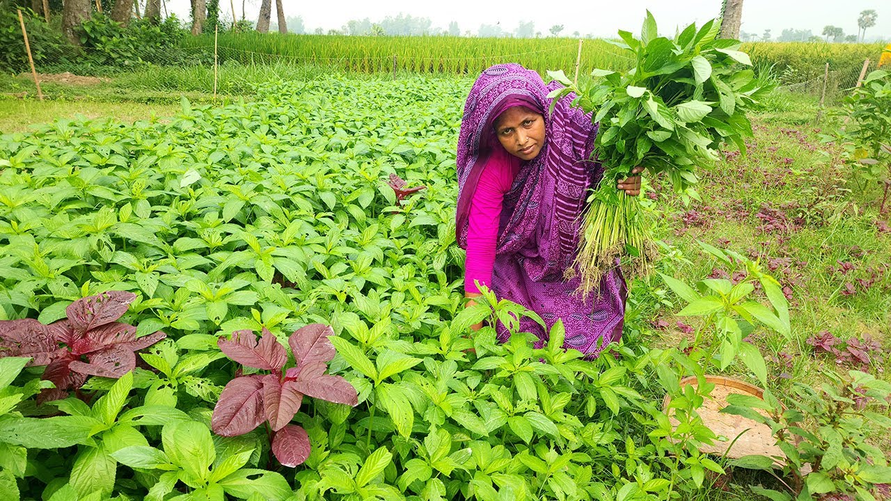 NEW VILLAGE FOOD Farm Fresh Jute Leaves Dry Fish Fry Recipe সবচেয়ে