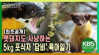 최초공개! 멧돼지도 사냥하는 5kg 귀여운 포식자 담비의 육아일기 [히든트랙 1부 숲이 말하길] / KBS 20231214 방송