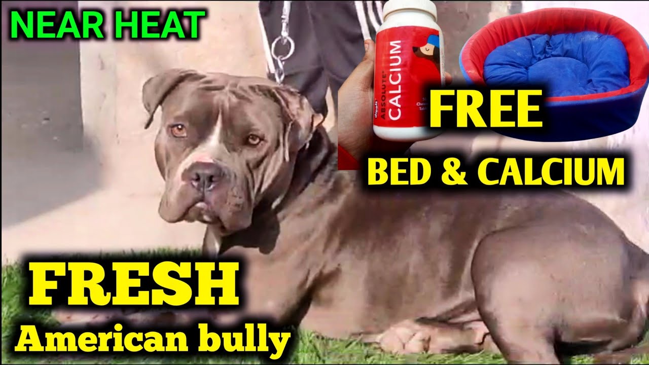 American bully FREE Bed & calcium Near heat American bully top