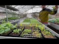 SRUC Oatridge Tour of the Glasshouse Facilities Horticulture