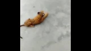 Anjing Takut Dengan Boneka Harimau