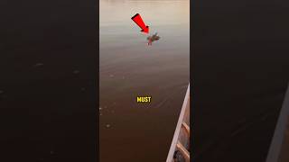 They Made a Big Mistake! #shorts #shortvideo
