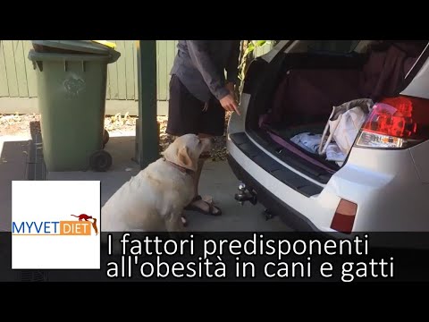 Video: In Che Modo L'obesità Può Accorciare La Durata Della Vita Del Tuo Animale Domestico