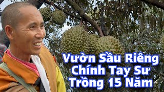 Trực Tiếp Vườn Sầu Riêng Chính Tay Sư Minh Tuệ Trồng 15 Năm