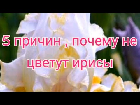 Почему ирисы не цветут.