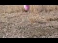 Sound Animation Vid for Class