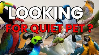 Best Birds for Apartment Living – Quiet Companions You’ll Love!