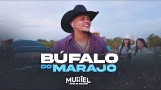 Bufalo do Marajo Muriel Alves