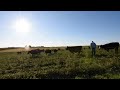 Regenerative Grazing And Soil Health Livestock On The Land 