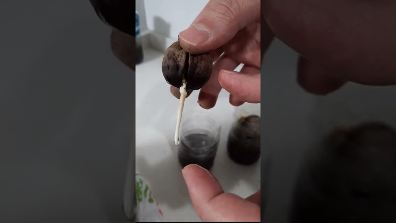 En Kolay Ceviz Çimlendirme - Ceviz Çimlendirme Nasıl Yapılır?