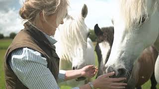 Rambling with the Irish Rare Breeds: Connemara Pony