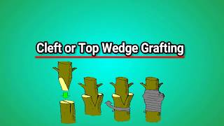 Cleft grafting in Mango || Top Wedge Grafting || Krishi Gyan