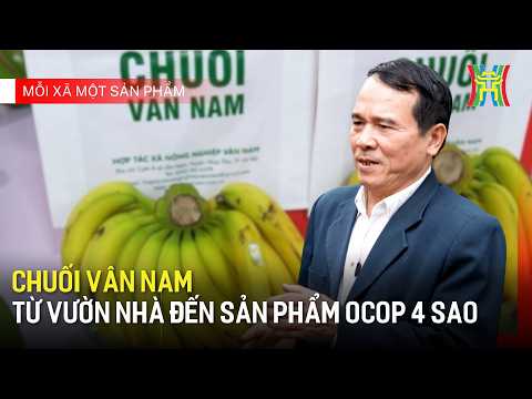Chuối Vân Nam từ vườn nhà đến sản phẩm OCOP 4 sao