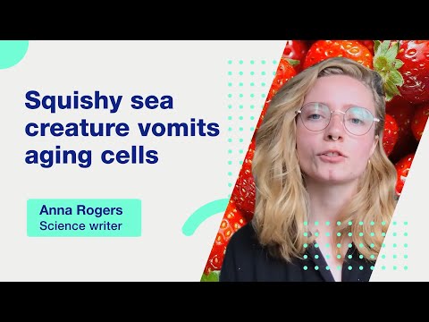 Squishy sea creature vomits aging cells