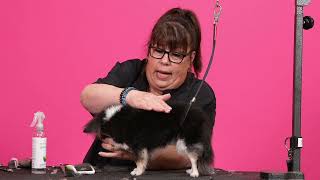 Toy Breed Small Dog Grooming Handling Tips w/ Ann Martin by Groom Haüs 410 views 2 months ago 1 minute, 30 seconds