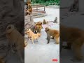 قرد يقوم بضرب الكلب داخل جبلايه القرود هتموت من الضحك قرد يقوم بضرب الكلب داخل جبلايه القرود هتموت من الضحك