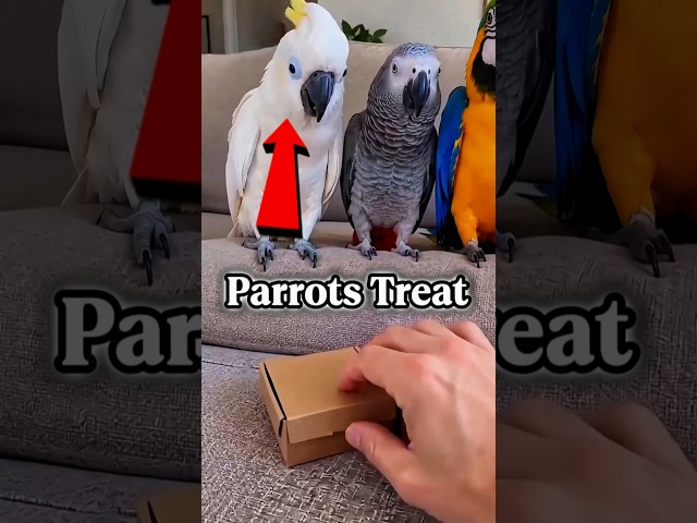 Parrots Treat 🍰 | #shorts #funny #shortvideo