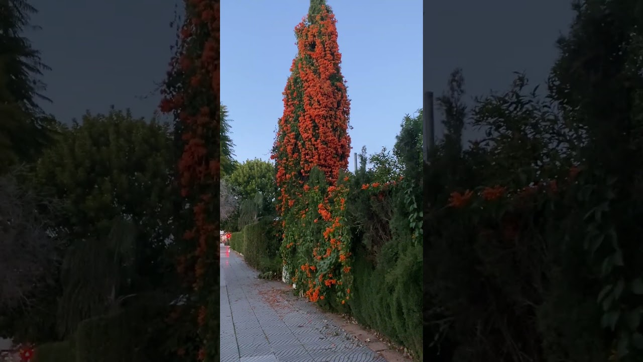orange trumpet vine (pyrostegia venusta) 
