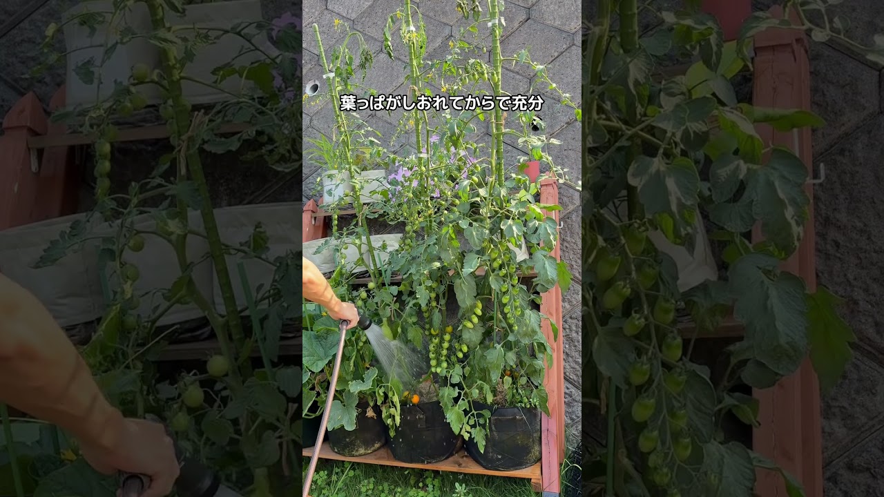 ミニトマト可愛がりすぎると実がつかない…🍅#家庭菜園 #shorts